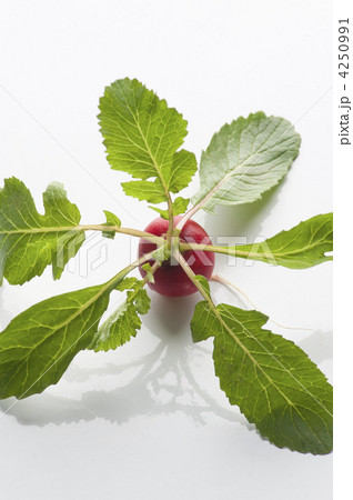 ラディッシュの花 収穫適期を過ぎそのまま置いてたラディッシュに、白い綺麗な花が咲いた！葉っぱではてんとう虫の幼虫が育っている😁春菊にも黄色いツボミ、まさに菊！！春菊はキク科の植物こういうのが見れるのも 農家の楽しみ😊 もりちんラディッシュの花