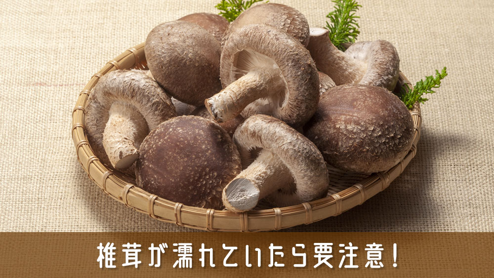 シイタケの変色を理解して、鮮度保持に役立てる