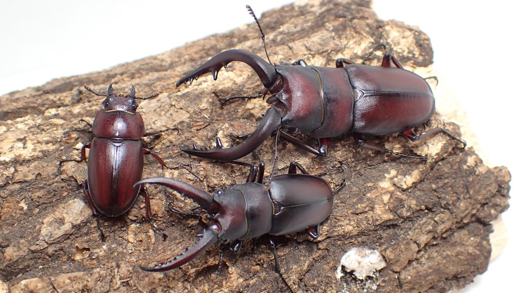 ノコギリクワガタに必要なエサとは何か飼育環境と健康維持の秘訣も紹介メタルとアウトドア