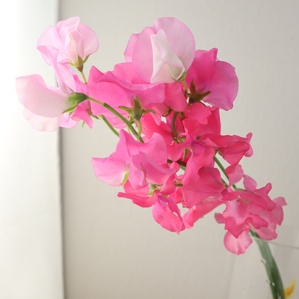 宿根スイートピー ピンクパール の特徴や育て方、増やし方等の紹介