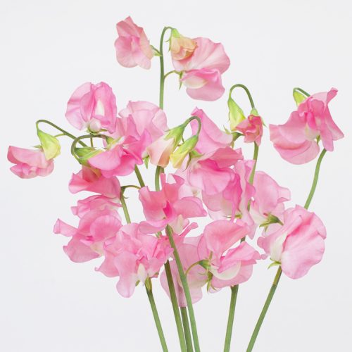 生花 角田さんの枝つきスイトピー 淡いピンク ピンクラム - 花材通販はなどんやアソシエ
