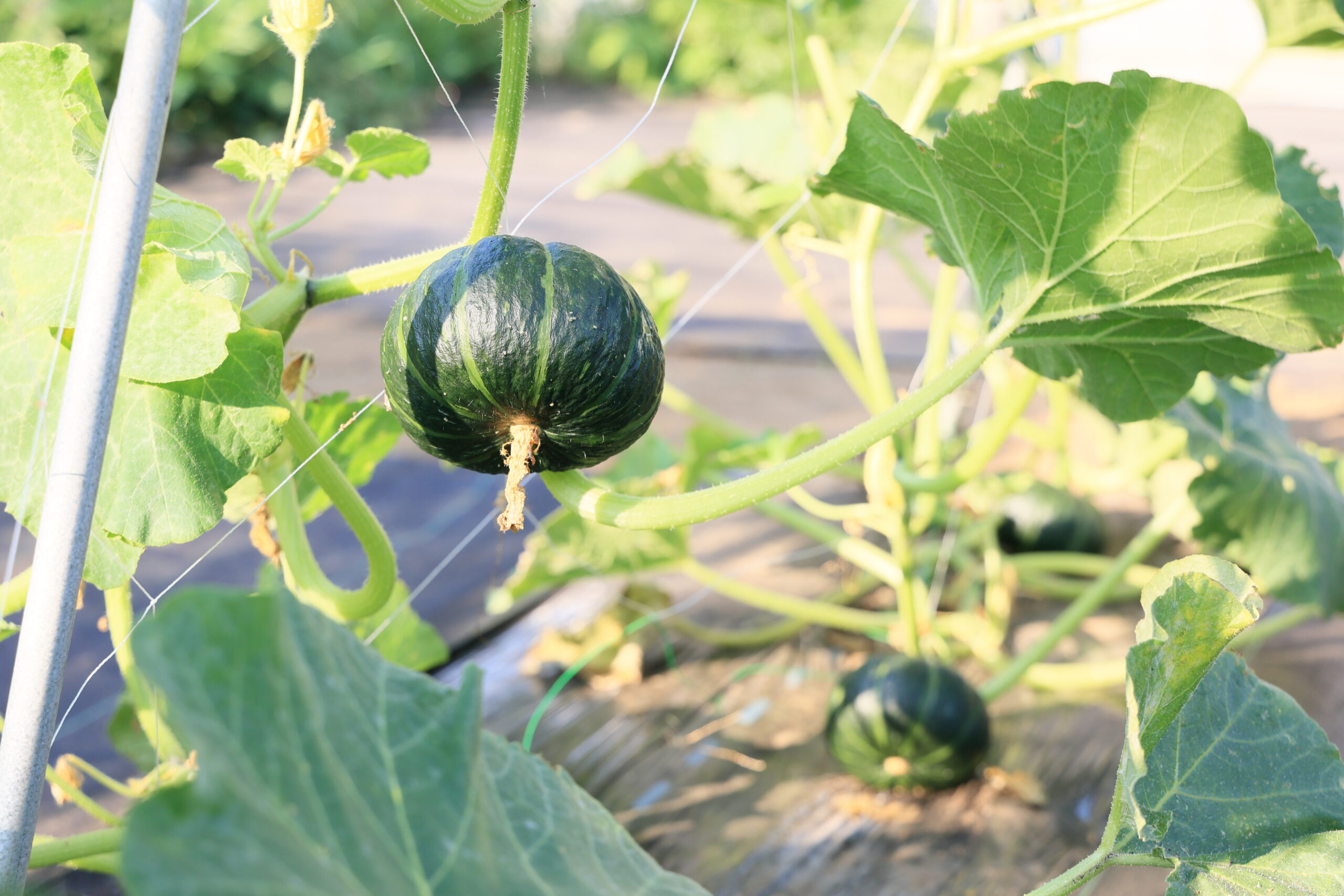 ミニカボチャの空中栽培💪💪💪CAINZ DIY Square