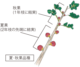 イチジクが熟しはじめるサインについて│いちじくびより