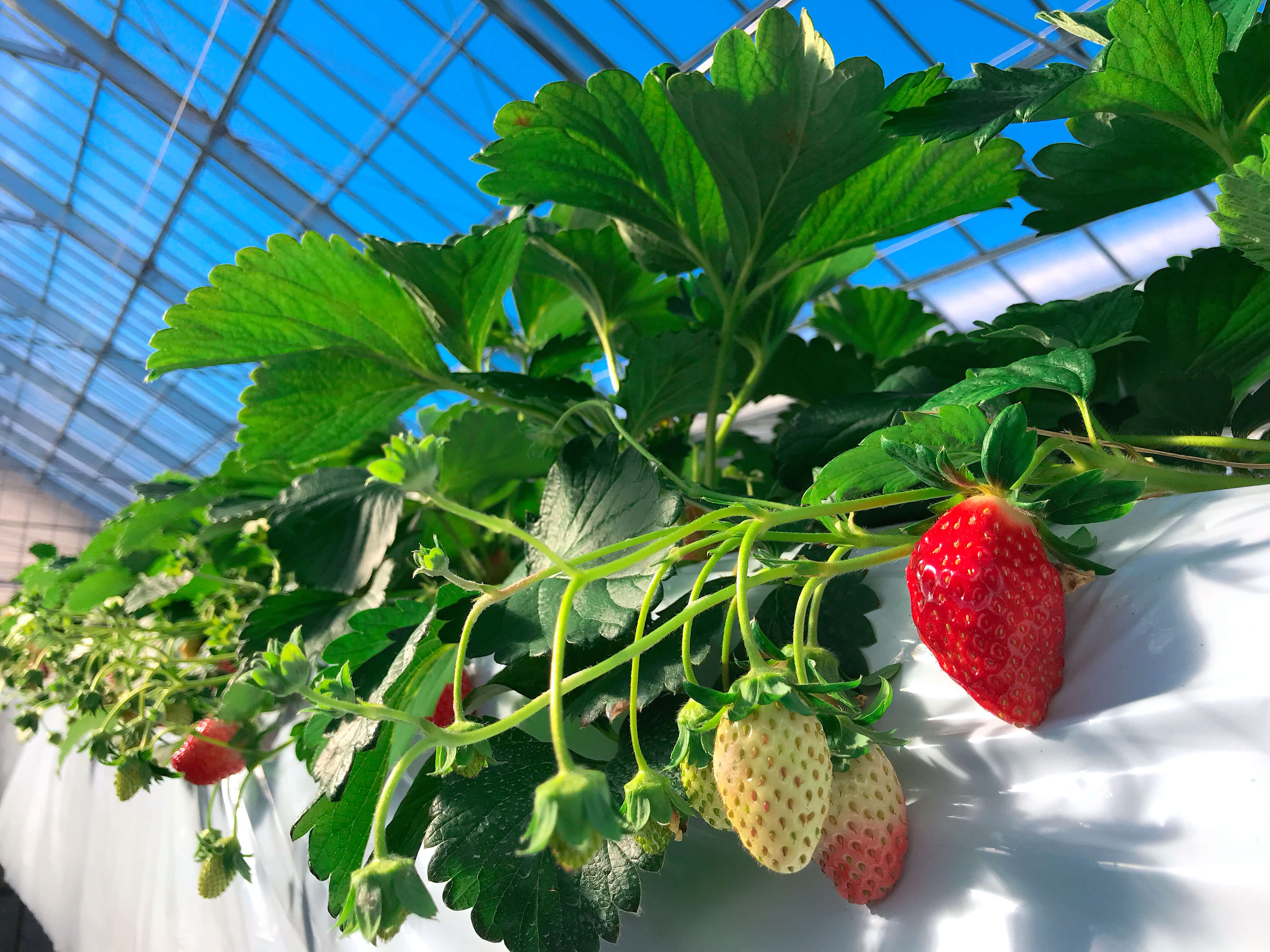 トレジャーふぁーむスポット 公式 石川県の観光 旅行サイト「ほっと石川旅ねっと」