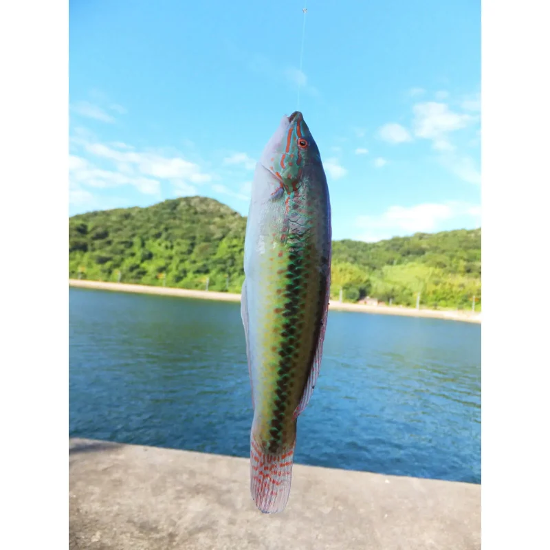 キュウセン旬のもの暦生活日本の季節を楽しむ暮らし