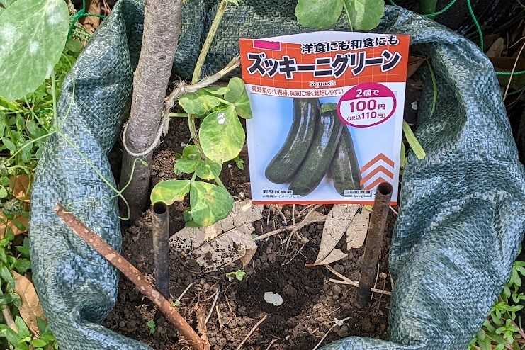 食卓をレストランに！自然栽培の花ズッキーニ 8本：岐阜県産の花ズッキーニ食べチョク産地直送 産直 お取り寄せ通販 - 農家・漁師から旬の食材を直送