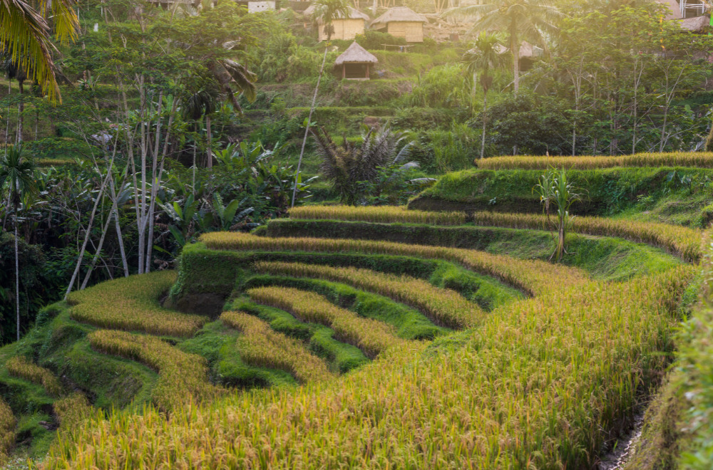 絶景ライステラスを眺める「アラス ハルム バリ」のプール付きレストランチェックインバリ＋