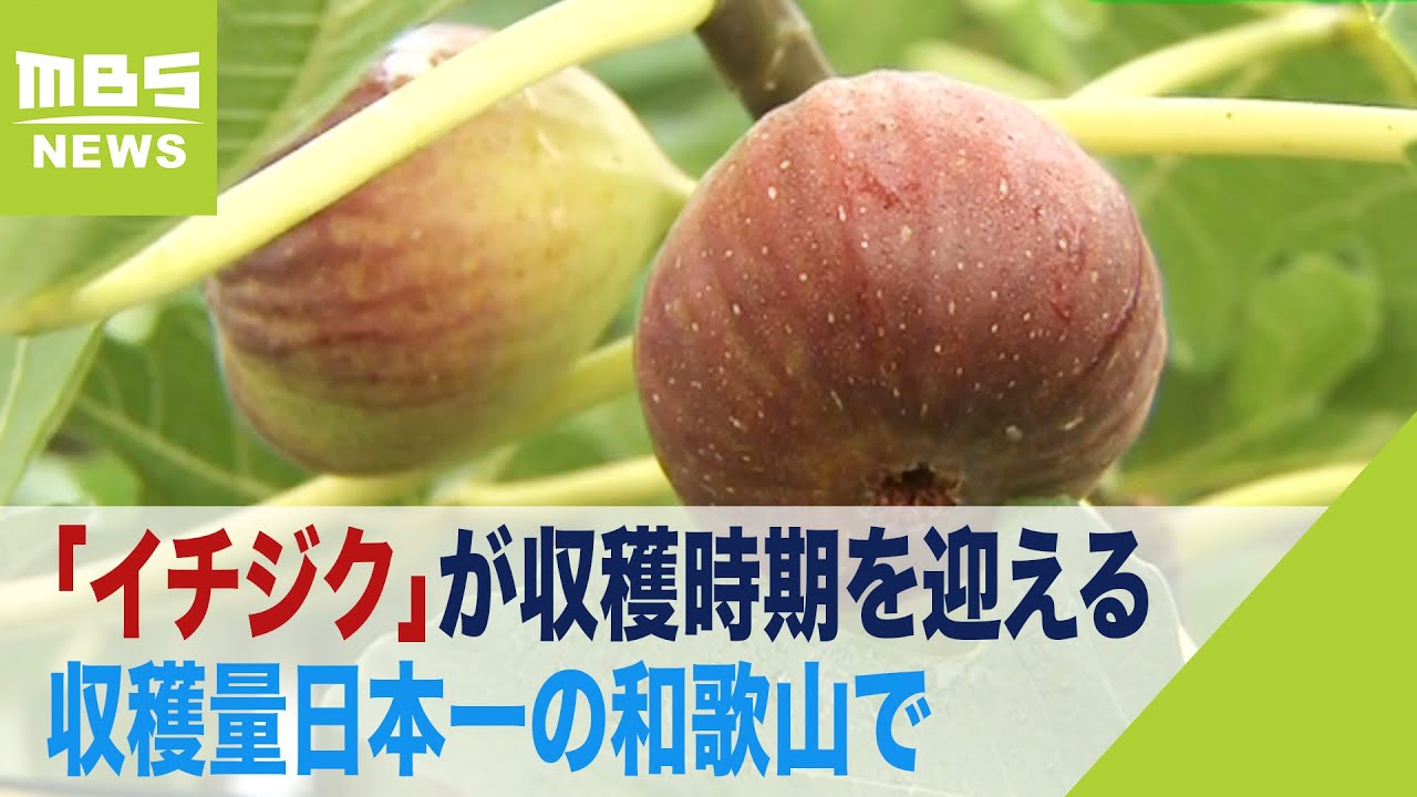 完熟 イチジク初心者にオススメ品種の収穫タイミング見極め方