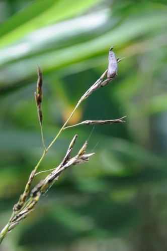 笹だんごパン」には、笹だんご１本まるごと入っている！草もちでなく笹だんご！パンダのイラストがかのみすけは、お腹いっぱいてんこ盛り－－´༎ຶོρ༎ຶོ`