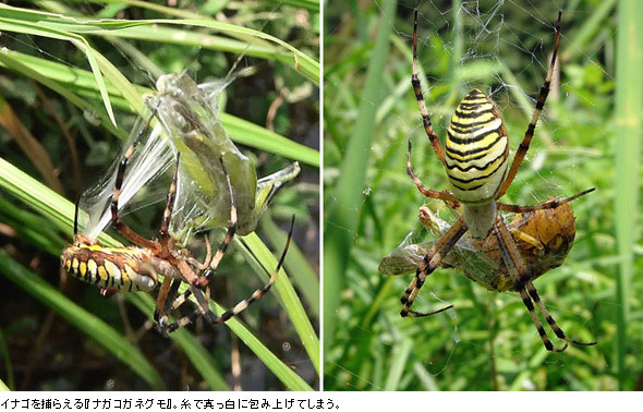 部屋に突然現れるアダンソンハエトリ 出会ったらどう対処すればいい