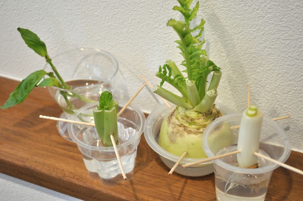 リボベジ完全ガイド 初心者でも簡単！再生野菜の育て方とおすすめ野菜を徹底解説暮らしの中に土いじりを。TSUCHILL ツチル