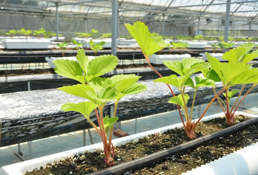 いちご苗の増やし方とポイントランナーの取り方とランナーピンの代用法伝承農法で野菜づくりベジルナ