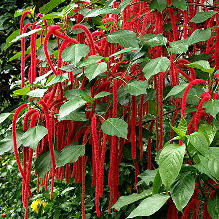 アカリファ 育て方と花言葉植物の秘島
