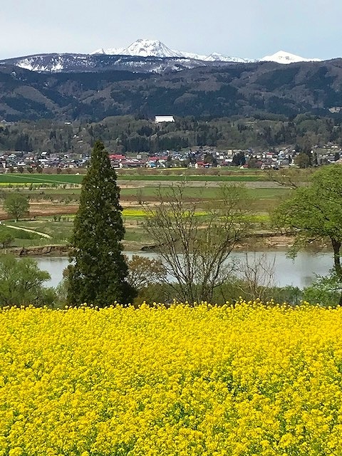 204 山麓の菜花信州藤森水彩画watercolor landscape: Rape blossoms at the foot of themountain 中山高原の春風景