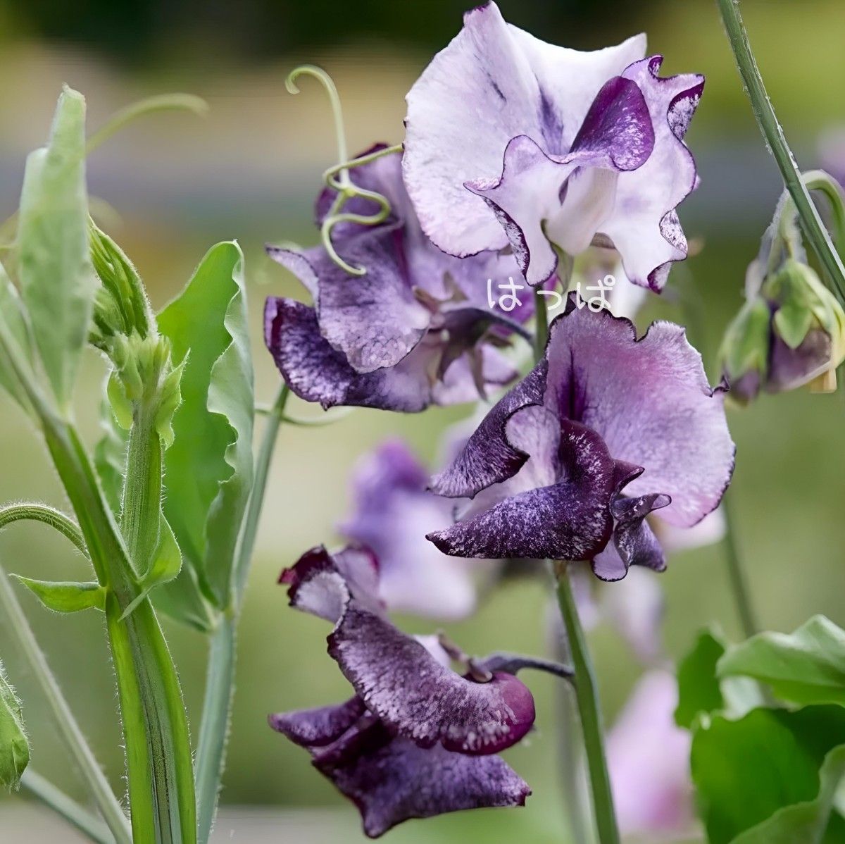 直前 スイトピー ビオラ 濃い紫 4P2L 生花- 花材通販はなどんやアソシエ