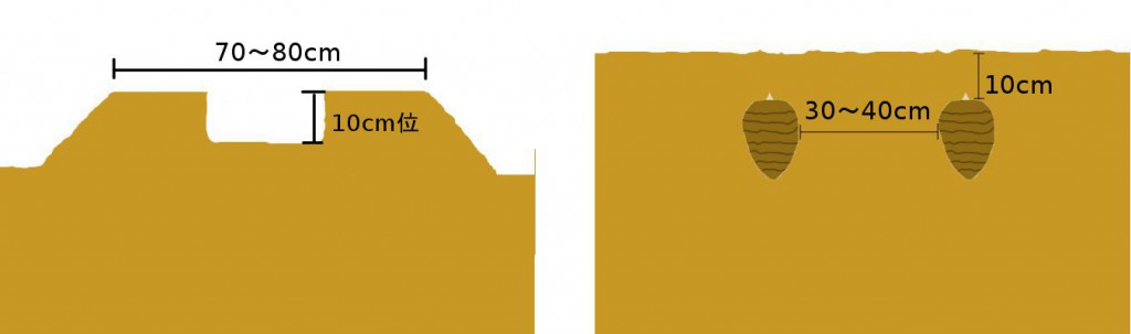 里芋の栽培レポ家庭菜園日記 －東京の畑－