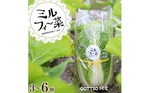 Amazon.co.jp: ウクレレ園芸SHOP ミニ白菜 種子 2種Mix0.2㎖粒330円 ミニ白菜の種 娃娃菜 オレンジ白菜 家庭菜園 観葉植物野菜の種 vegetable seeds0.2㎖ 約50粒: DIY・工具・ガーデン