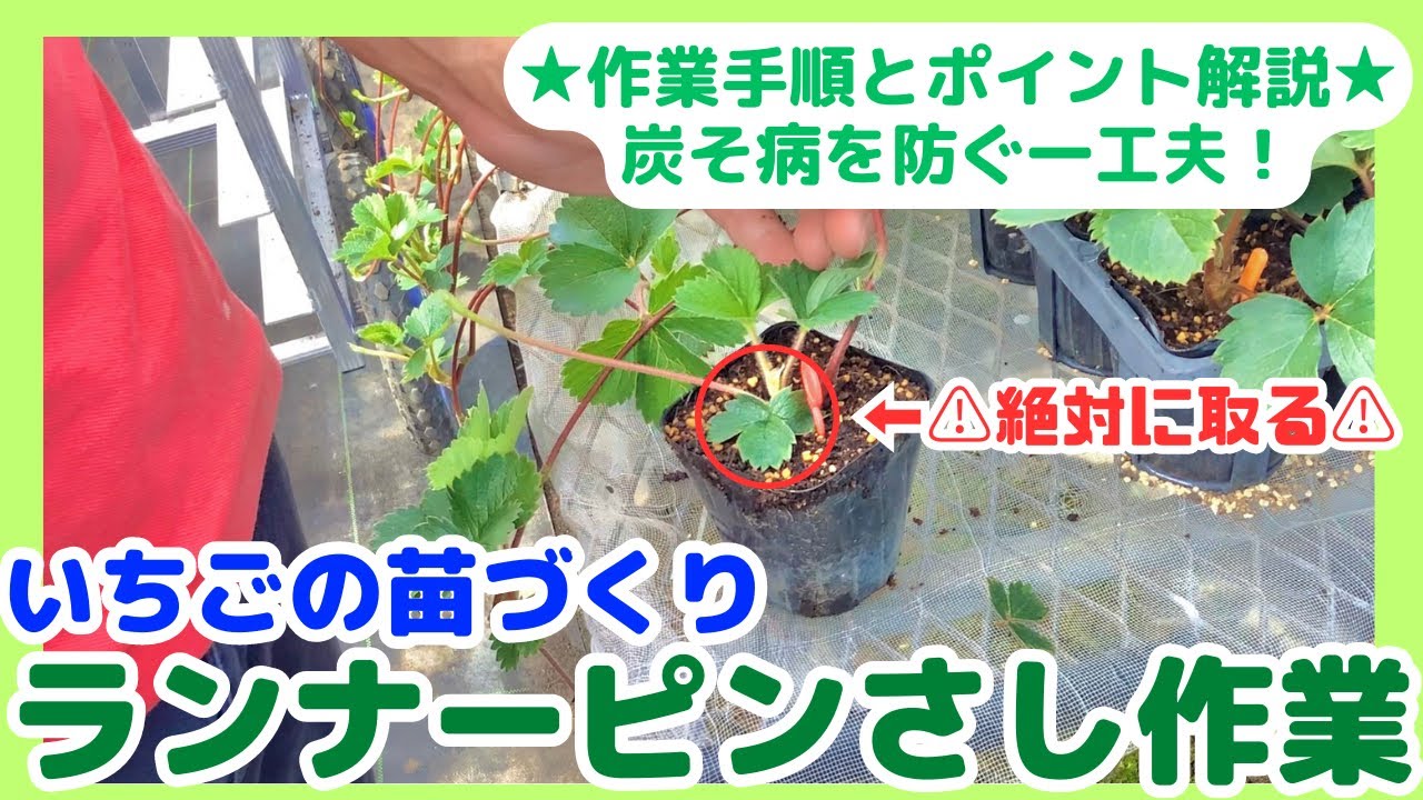 やらなきゃ損！初心者もできるランナーで苗を増やす最強の秘訣とは♪プランター家庭菜園 イチゴの育て方