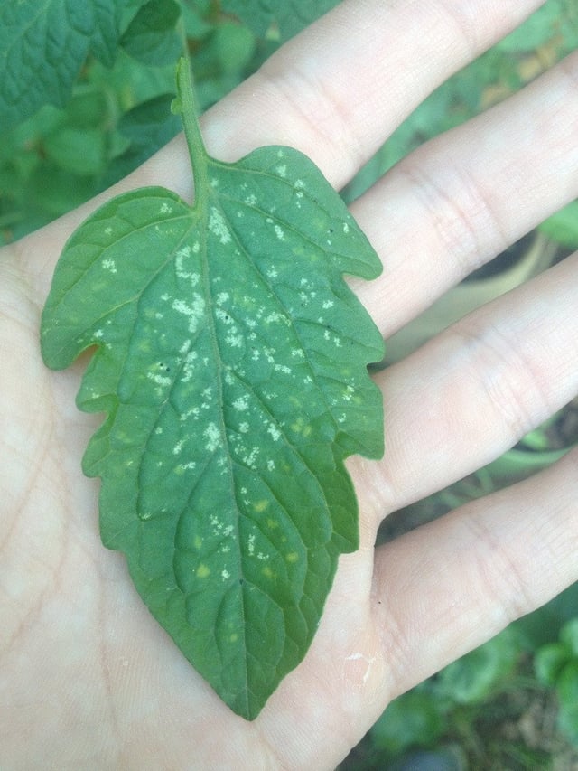 葉っぱに白いモワモワが 💧みんなとカゴメでつくるコミュニティ ＆KAGOME アンドカゴメ