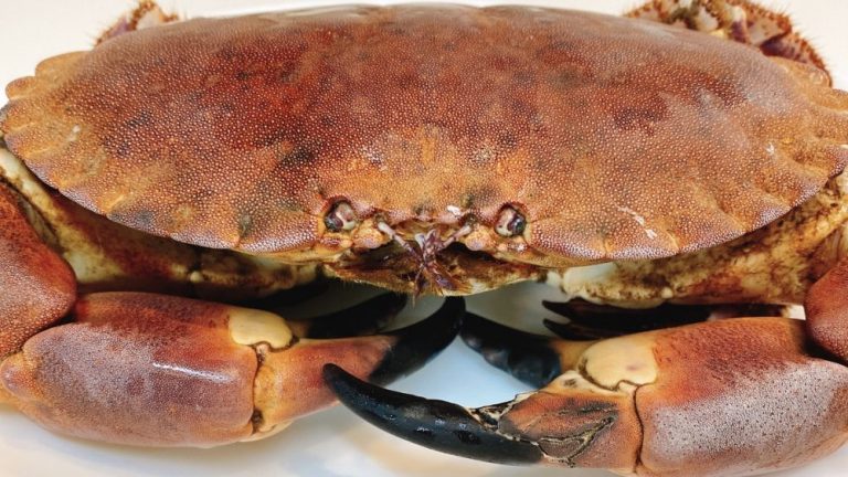 上野はカニの名店ばかり！絶品のカニが味わえるお店5店を厳選♪aumo アウモ