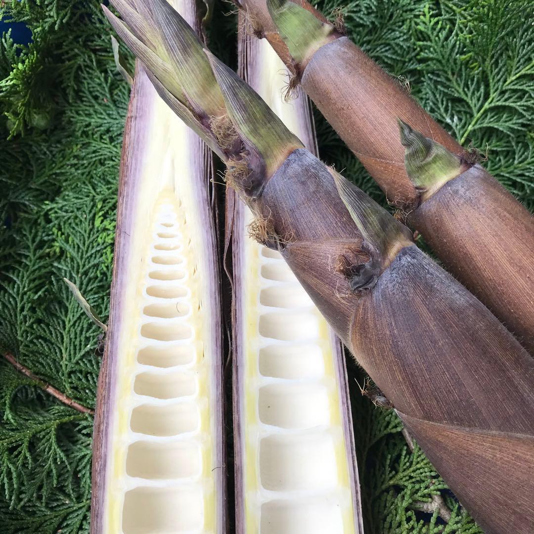 たけのこ タケノコ 筍 ハチク 水煮 正味3キロ以上 たけのこ タケノコ 筍 ハチク 水煮