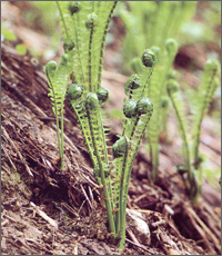 山菜, こごみ 写真素材5973416- フォトライブラリ