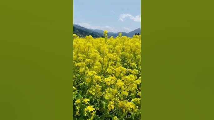 10P 信州産 サラダや漬物でも！野沢菜の菜花：長野県産のその他葉物野菜食べチョク産地直送 産直 お取り寄せ通販 - 農家・漁師から旬の食材を直送