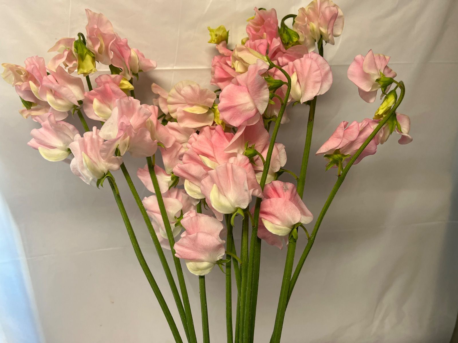 スイートピー淡ピンクコーラルピンクハナイチ花と植物、資材の仕入れサイト