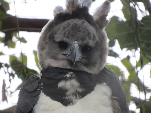 フィリピンワシの生態と保護活動を徹底解説する完全ガイド - Philippines駐在マニュアル