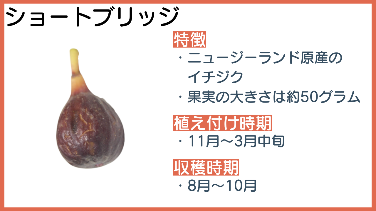 イチジク 秋果専用種 早生日本種 苗 育て方 苗木部 By 花ひろばオンライン