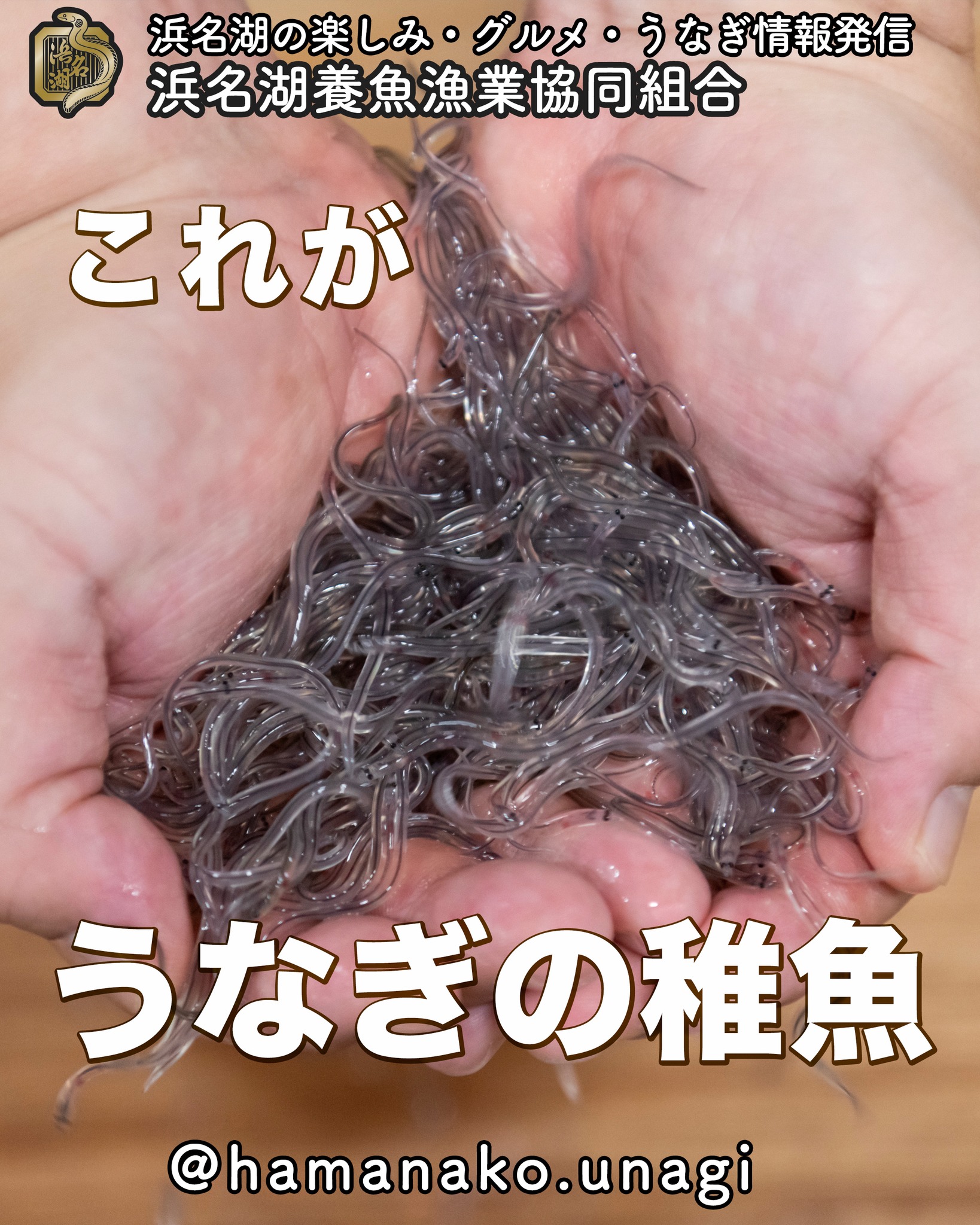 しらす 駿河湾産 釜揚げしらす缶詰め 40g×6缶いわし稚魚 静岡県由比港 産地直送 秋の味覚ギフト: 食コレ Japan-food - 通販- Yahoo!ショッピング