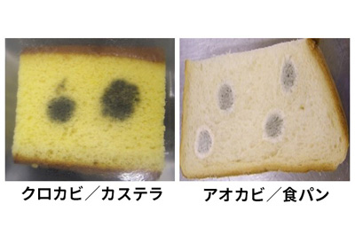 悪い甘やかされて育った食べ物緑かびとフライド ポテト - うどん粉菌のストックフォトや画像を多数ご用意 - うどん粉菌, アレルギー, ウクライナ -iStock