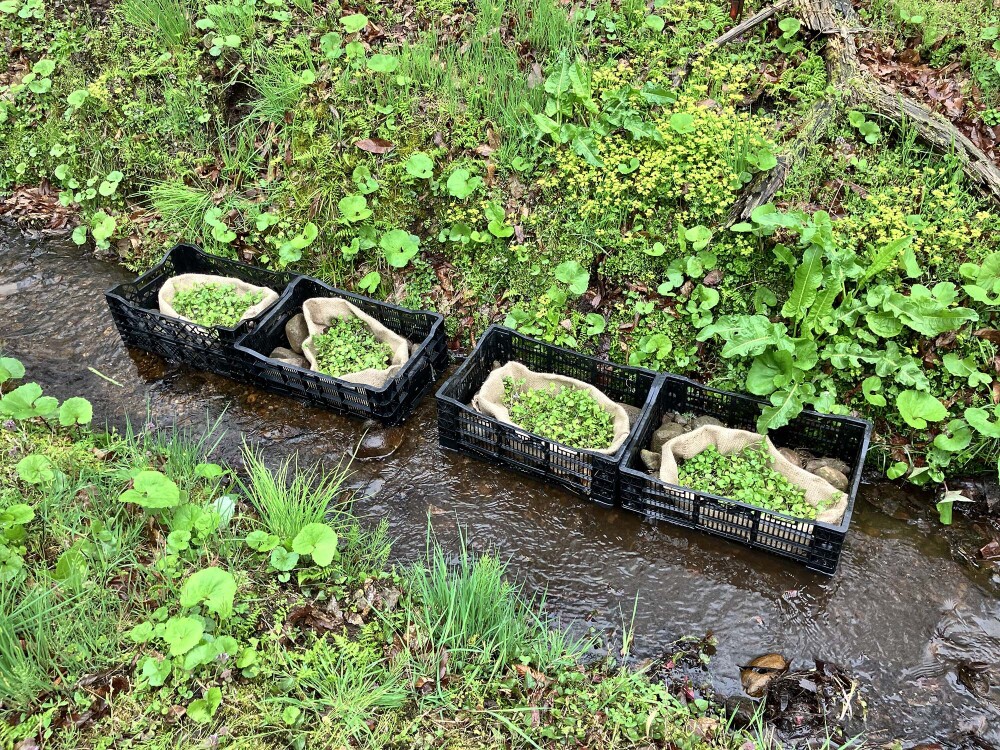 小規模田んぼにうってつけ この春、クレソンを「びりこみ」ませんか？マイナビ農業