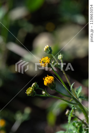 引っ付き虫～① - いつか、どこかで