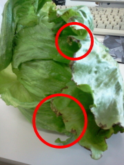 調理の下処理 調理の下処理21 変色を防いで、シャキッとさせる「レタス」の下処理法- 家電 Watch