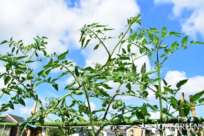 摘心とは？適切な時期とやり方をご紹介 初心者向け施設園芸.com