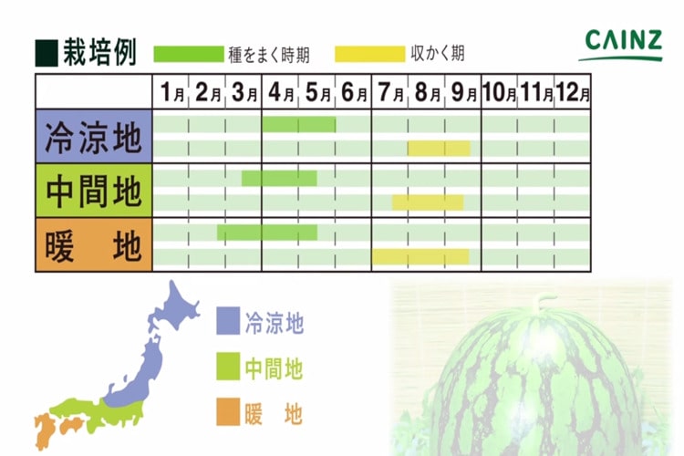 野菜：スイカの育て方栽培ガイド園芸ネット