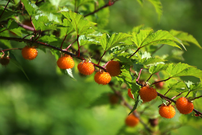 バラ科オランダイチゴ属イチゴ🍀GreenSnap グリーンスナップ