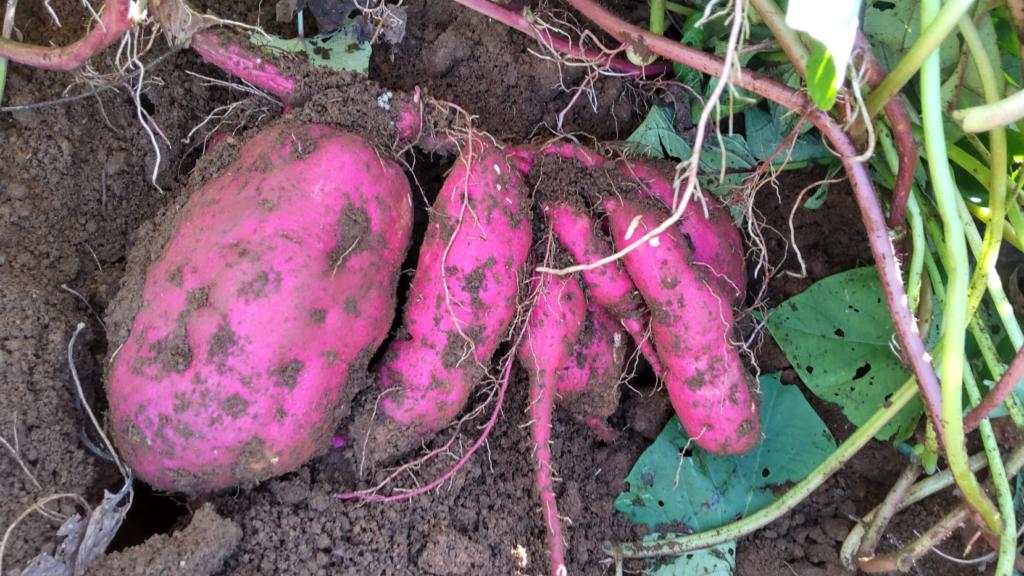 恐ろしかったなかよしの付録小冊子の話題になると芋蔓式に出てくる「にんじん多中準 さんのマンガツイコミ 仮