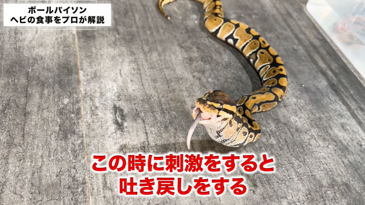 お知らせ::今日の一枚「食物連鎖 ヘビ、カエルが苦手な人はご用心ください 」 - つなごう！学ぼう サヒメル理科ネット