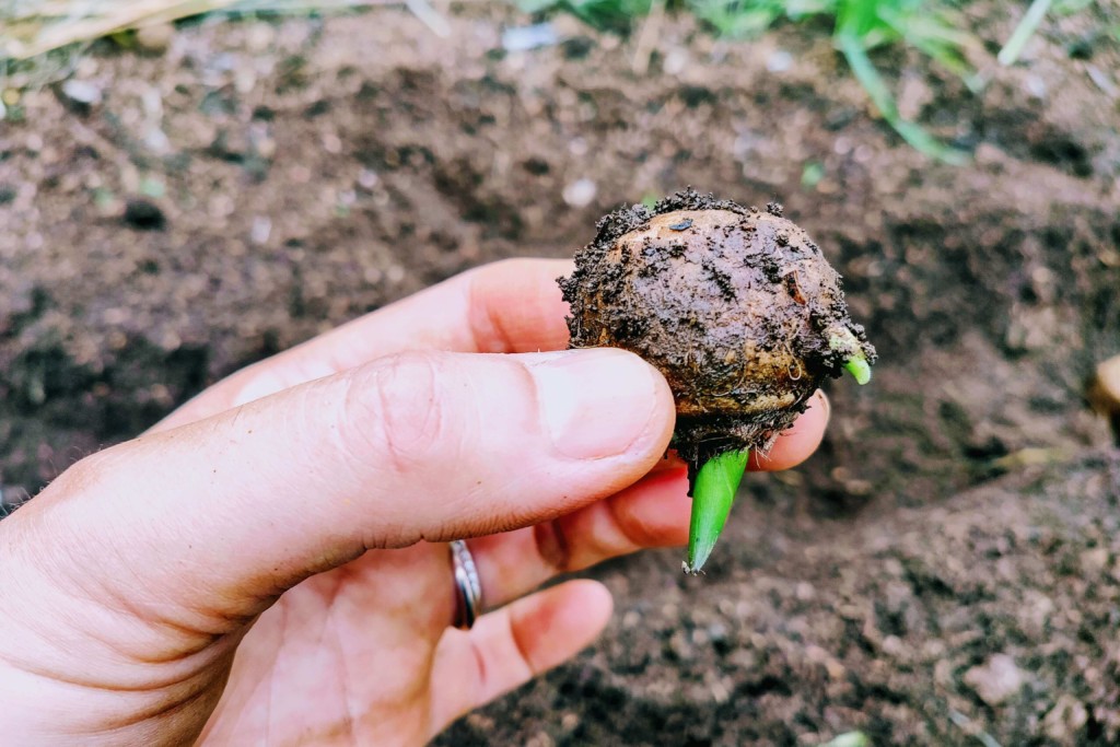 里芋の植え付け植える時期はいつ？種芋の向きや芽出しのコツを解説