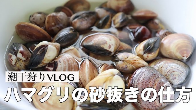 ハマグリのお吸い物と簡単砂出し方法 How to make clam soup and how to remove sandハマグリの砂出し ハマグリ 蛤 お吸い物