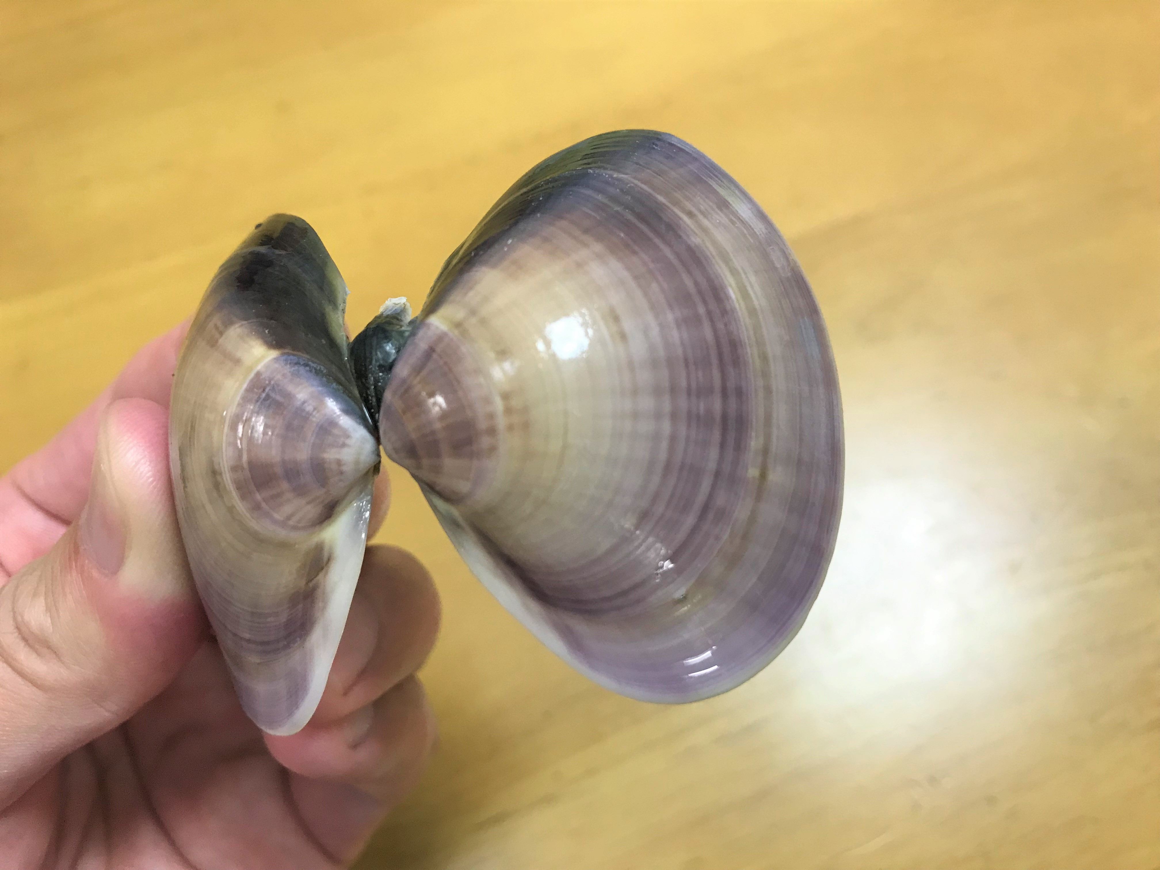 貝の年齢を知りたい！何歳のハマグリ？魚食普及推進センター 一般社団法人 大日本水産会