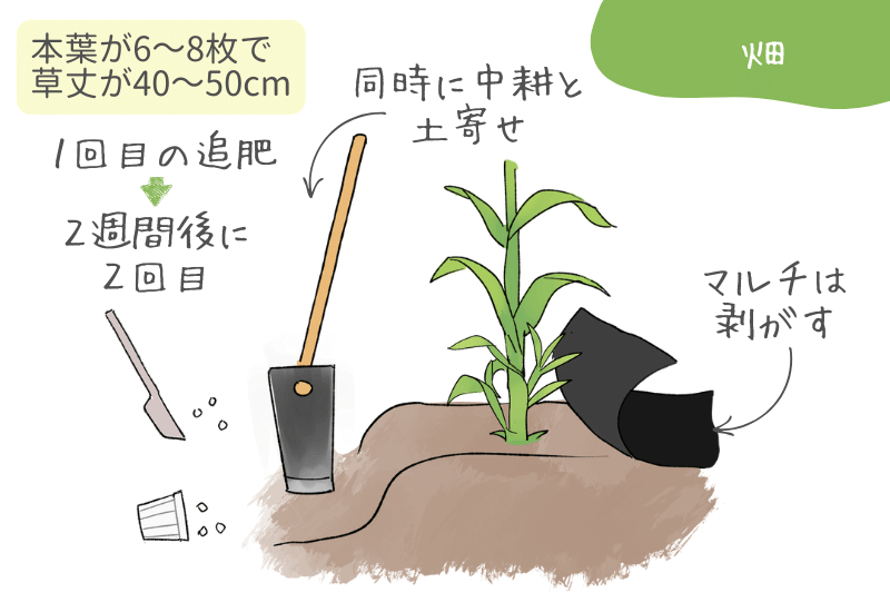 タキイのスイートコーン栽培マニュアル野菜栽培マニュアル調べるタキイ種苗株式会社