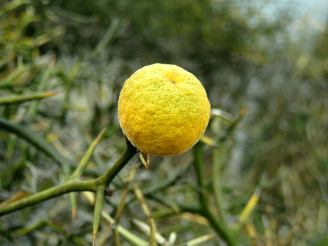 カラタチ酒作ってみた薬草調査のフィールドワークをしていたら、野生のカラタチの実を見つけたので、カラタチ酒にしてみました。そのままだと果汁少ない、果肉少ない、種多い、とあんまりいいところのないカラタチの実ですが、果実酒にするととてもいい匂いがお酒に