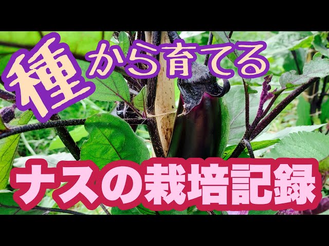 ナスうま旨野菜苗 タキイの特選野菜苗タキイ種苗株式会社