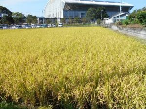 稲架 ハサ とは？ 意味や使い方 - コトバンク