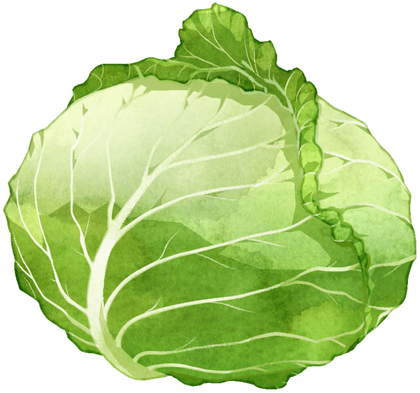 キャベツのクリップアートのベクトル図イラスト画像とPNGフリー素材透過の無料ダウンロード - Pngtree