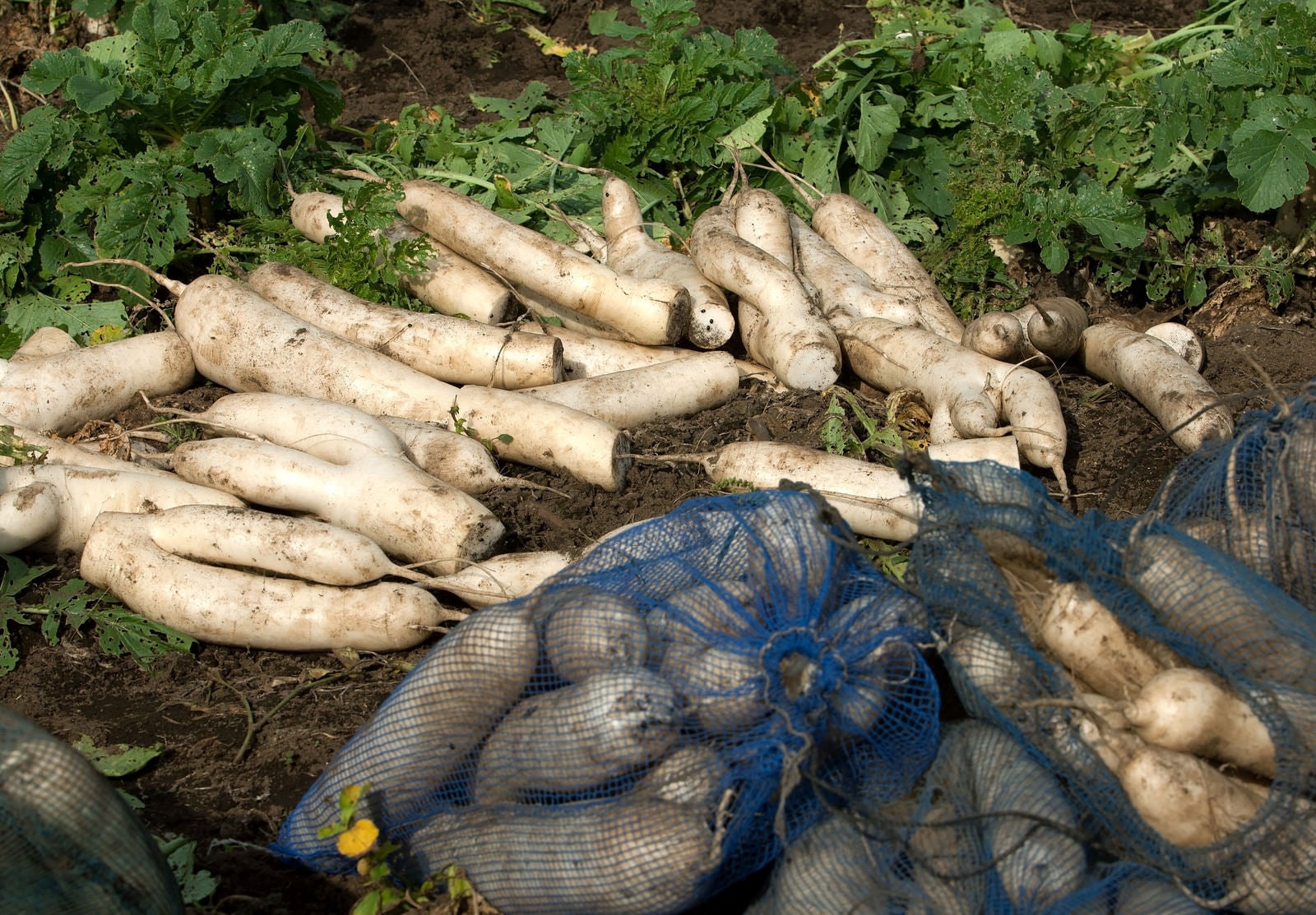 3,200点を超える大根のイラスト素材、ロイヤリティフリーのベクター素材グラフィックスとクリップアート - iStock野菜, トマト, 人参