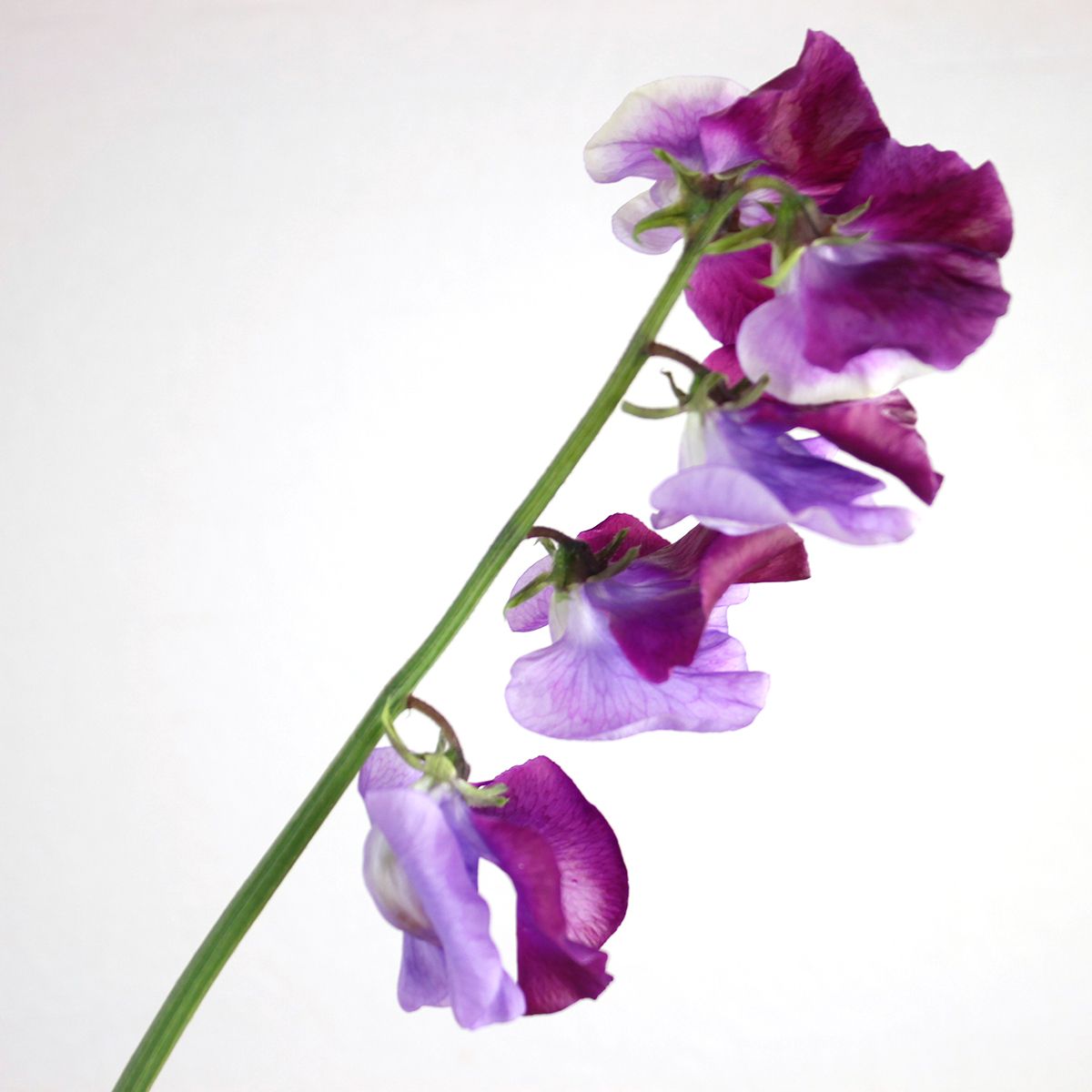 スイートピー 紫一輪挿し ペーパーフラワー アートフラワー sorairo-そらいろ- 通販 18518274Creema クリーマ